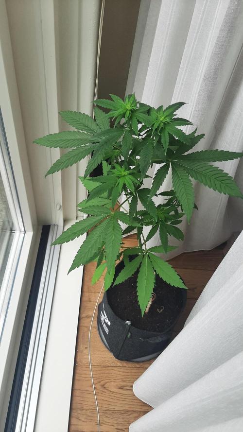 Super lemon haze window/outdoor grow. Week 8