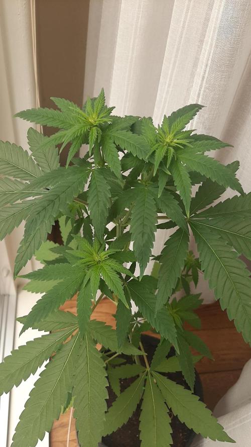 Super lemon haze window/outdoor grow. Week 8