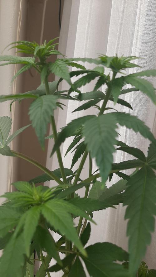 Super lemon haze window/outdoor grow. Week 8