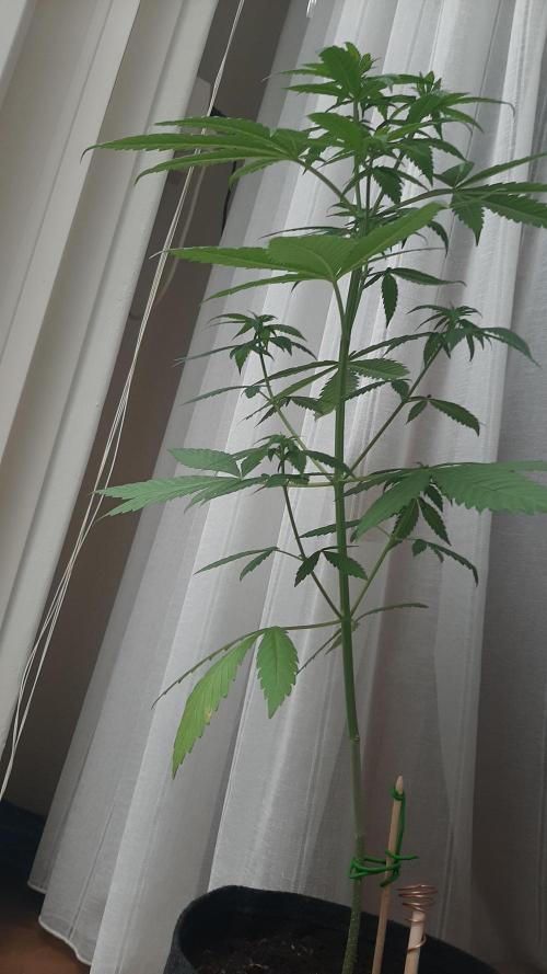 Super lemon haze window/outdoor grow. Week 8