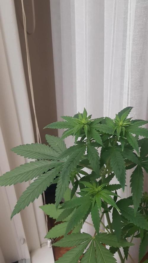 Super lemon haze window/outdoor grow