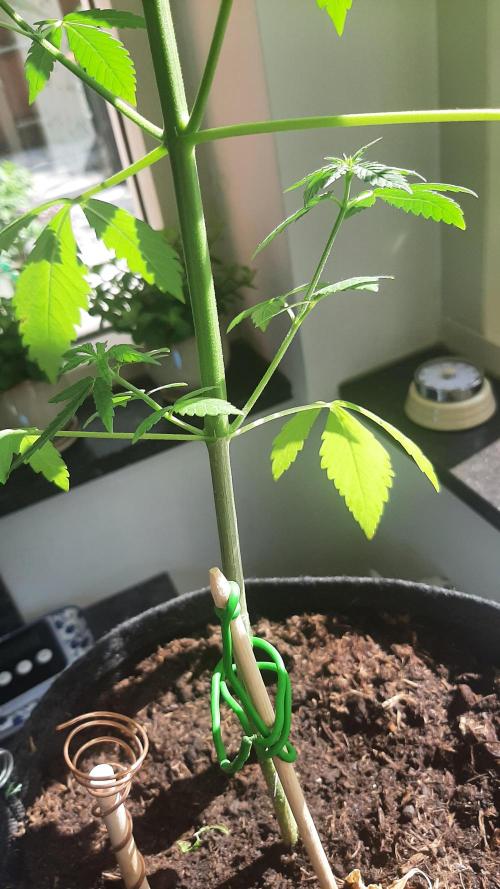 Super Lemon Haze. Week 8
