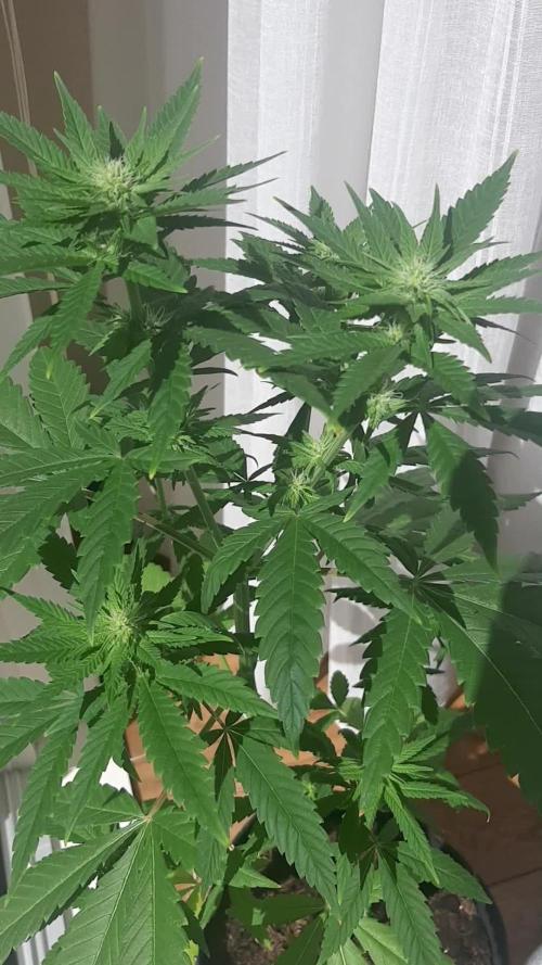 Super lemon haze window/outdoor grow
