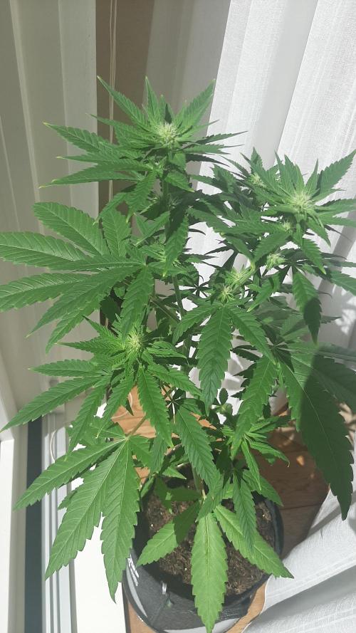 Super lemon haze window/outdoor grow. Week 9