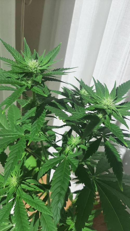 Super lemon haze window/outdoor grow. Week 9