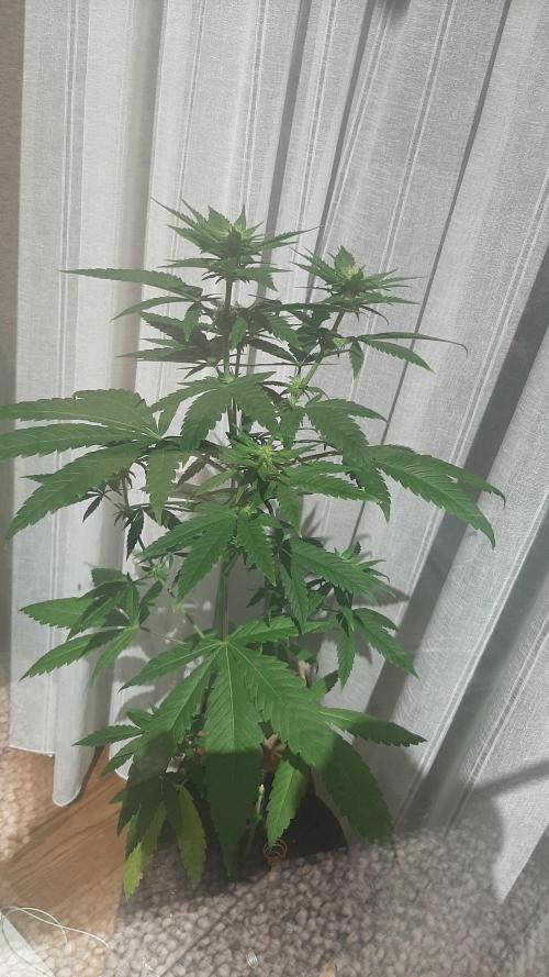 Super lemon haze window/outdoor grow. Week 9