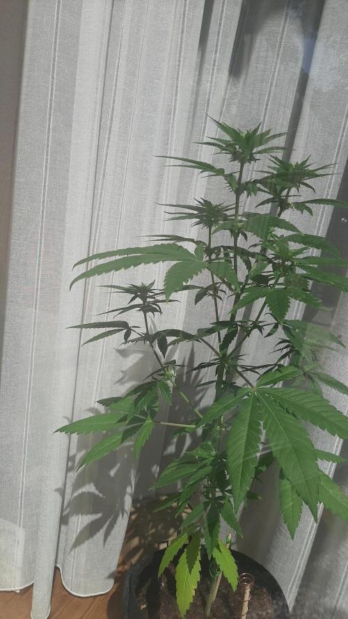 Super lemon haze window/outdoor grow. Week 9