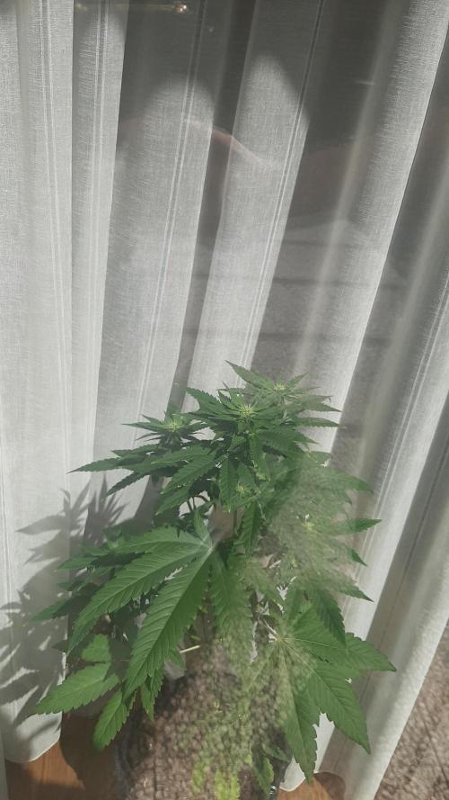 Super Lemon Haze. Week 9