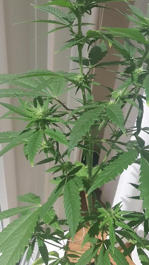Super lemon haze window/outdoor grow
