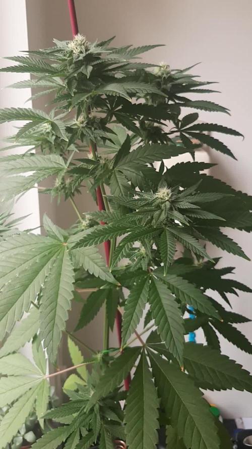 Super lemon haze window/outdoor grow