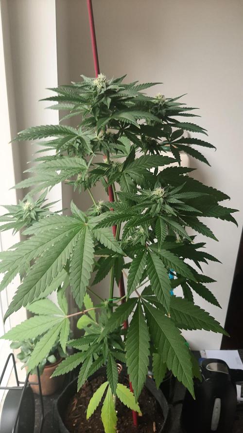 Super lemon haze window/outdoor grow. Week 10