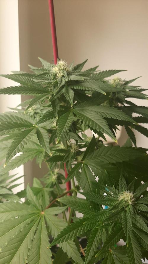 Super lemon haze window/outdoor grow. Week 10
