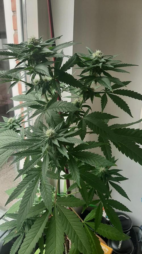 Super lemon haze window/outdoor grow. Week 10