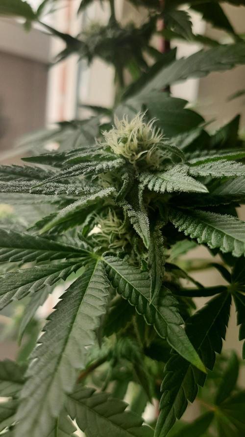 Super lemon haze window/outdoor grow. Week 10