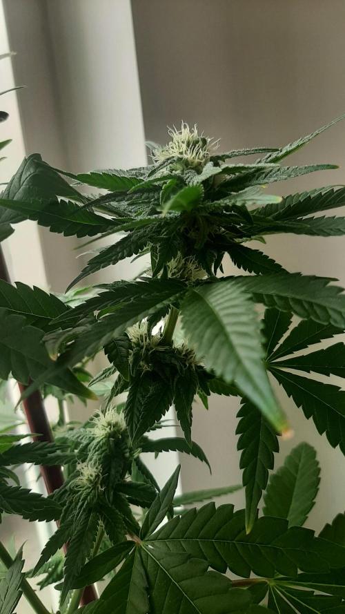 Super lemon haze window/outdoor grow. Week 10