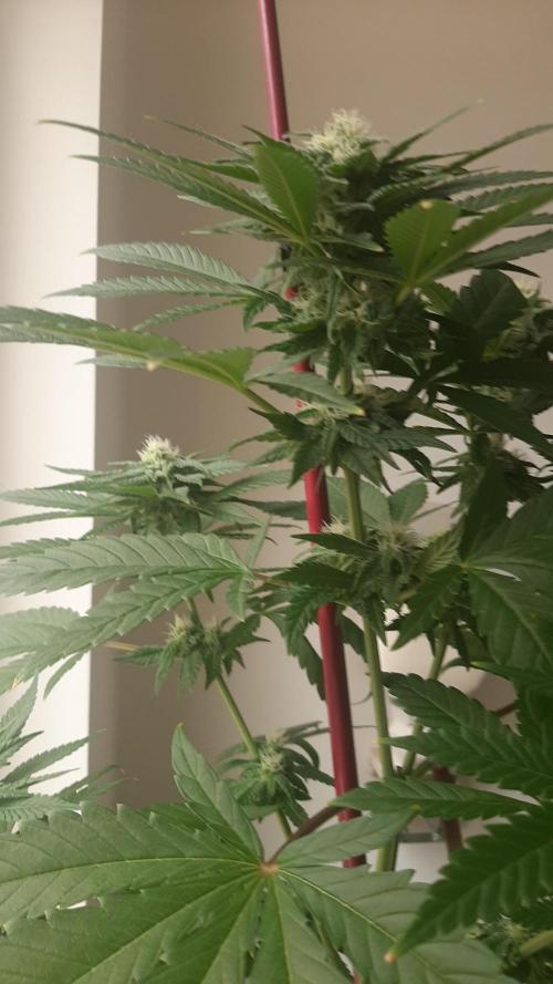 Super lemon haze window/outdoor grow. Week 10