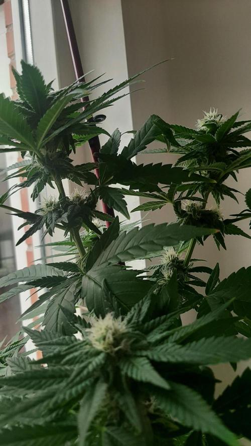 Super Lemon Haze. Week 10
