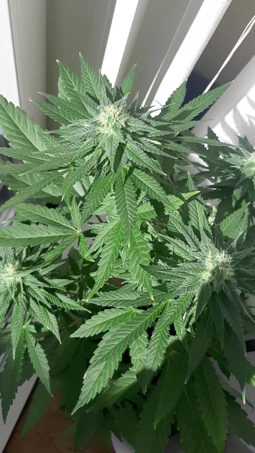 Super lemon haze window/outdoor grow