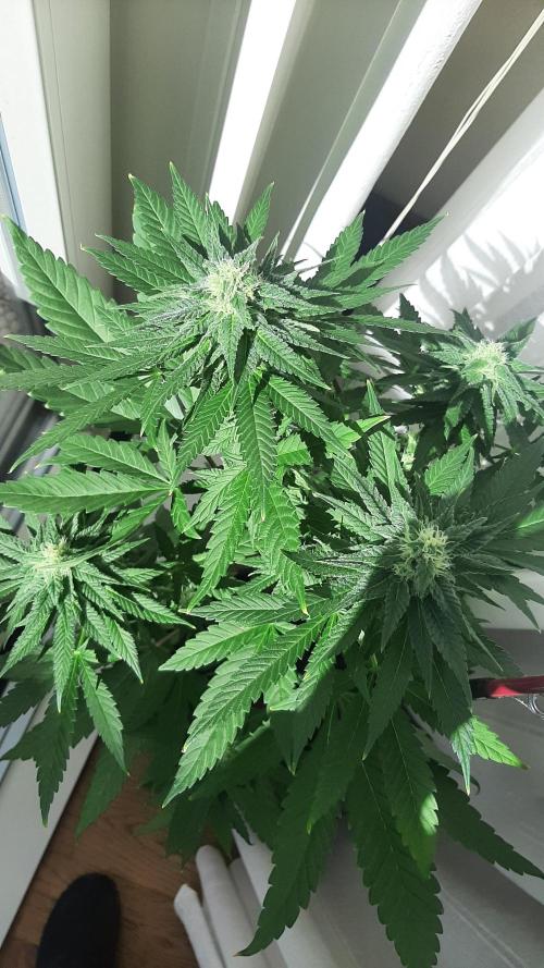 Super lemon haze window/outdoor grow. Week 11