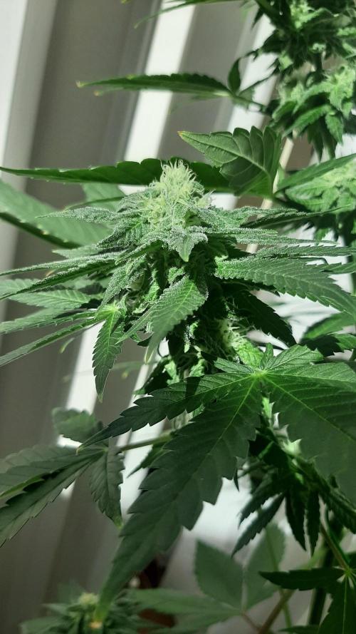 Super lemon haze window/outdoor grow. Week 11