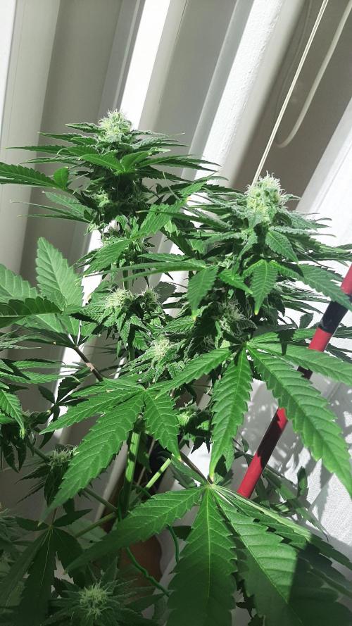 Super lemon haze window/outdoor grow. Week 11