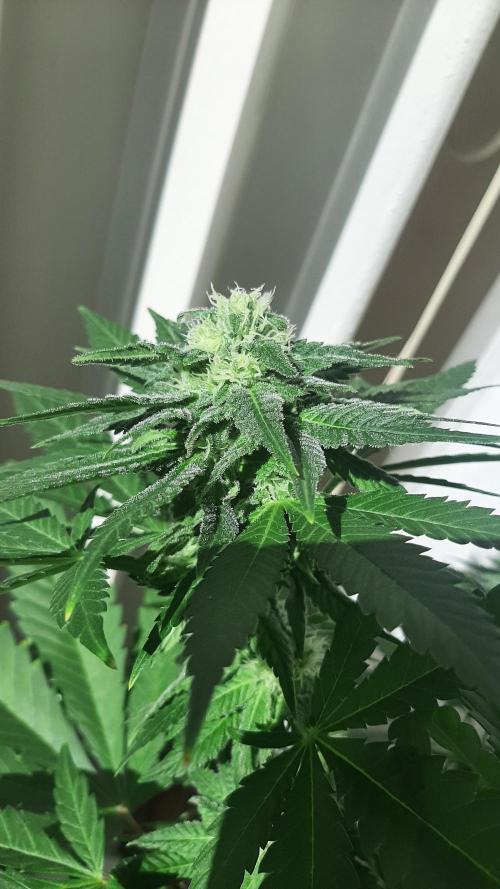 Super lemon haze window/outdoor grow. Week 11