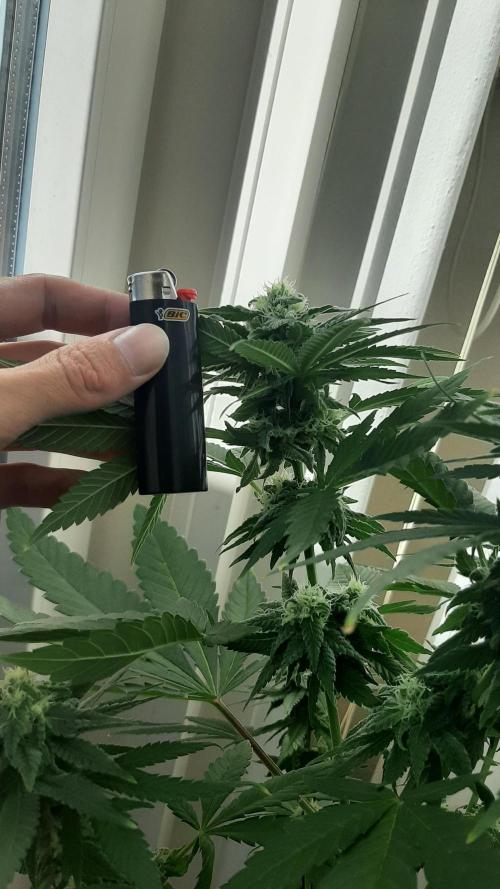 Super lemon haze window/outdoor grow. Week 11