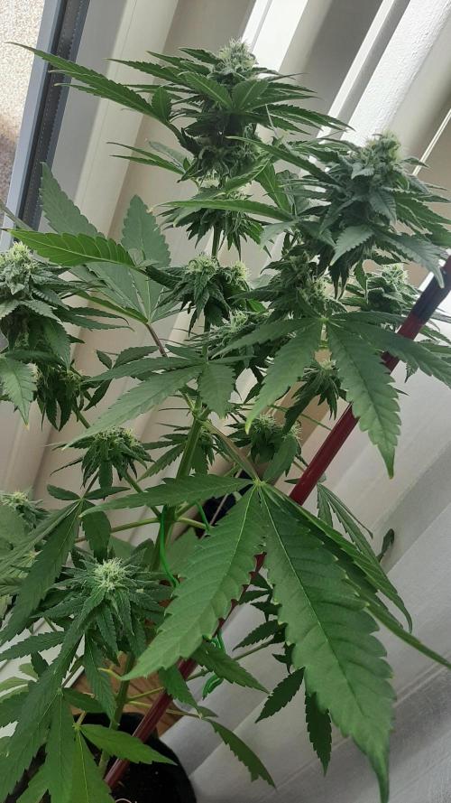 Super lemon haze window/outdoor grow. Week 11