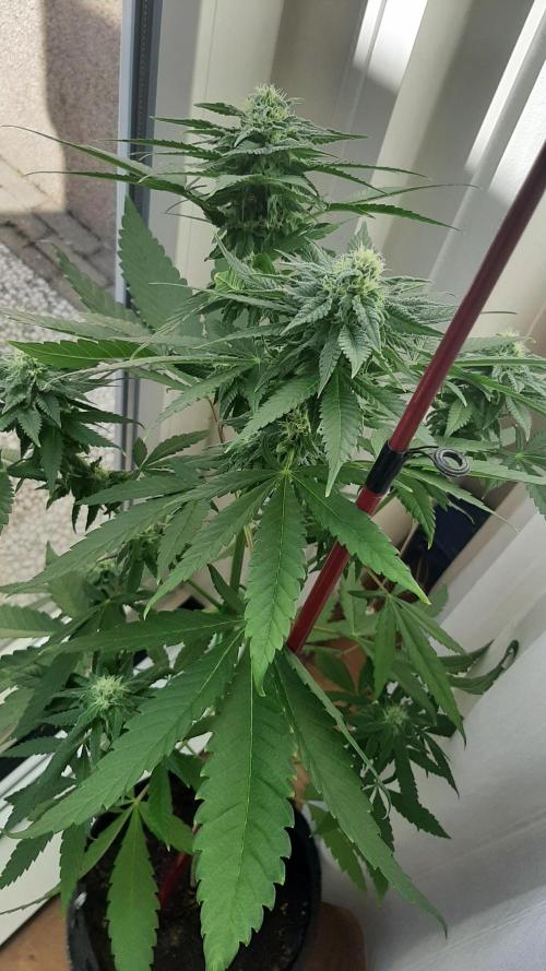 Super lemon haze window/outdoor grow. Week 11