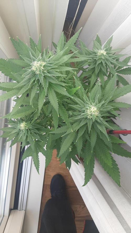 Super lemon haze window/outdoor grow. Week 11