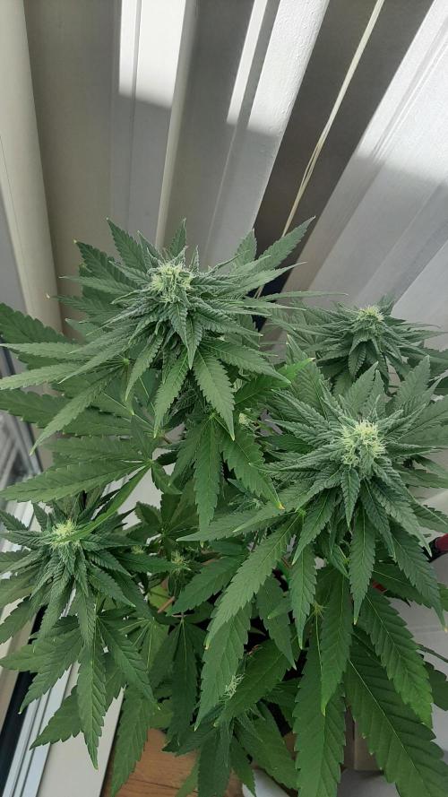 Super lemon haze window/outdoor grow. Week 11