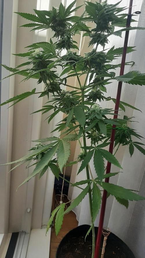 Super lemon haze window/outdoor grow. Week 11