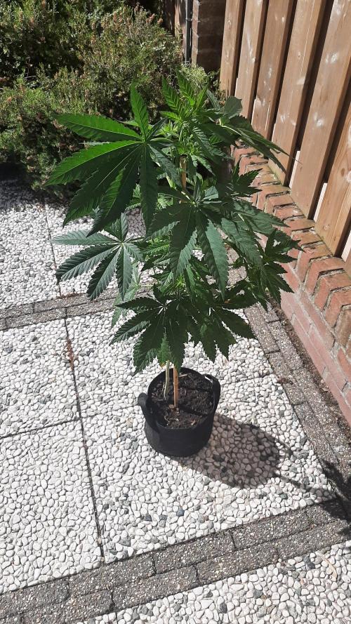 Super lemon haze window/outdoor grow. Week 11
