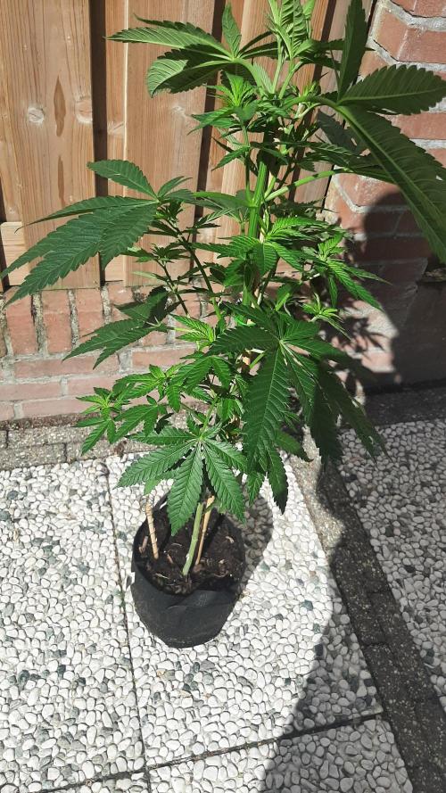 Super lemon haze window/outdoor grow. Week 11