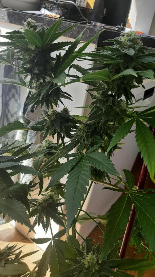 Super lemon haze window/outdoor grow. Week 12