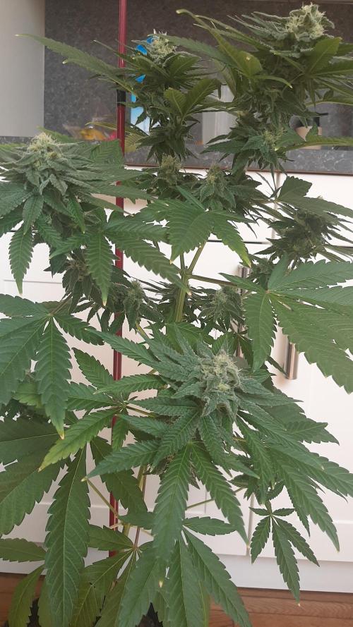 Super lemon haze window/outdoor grow. Week 12