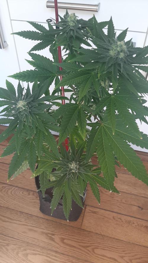 Super lemon haze window/outdoor grow. Week 12