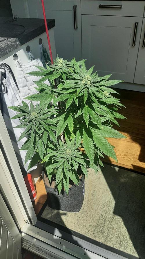 Super lemon haze window/outdoor grow. Week 12