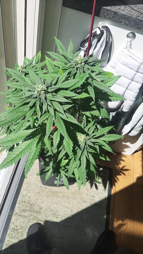 Super lemon haze window/outdoor grow. Week 12