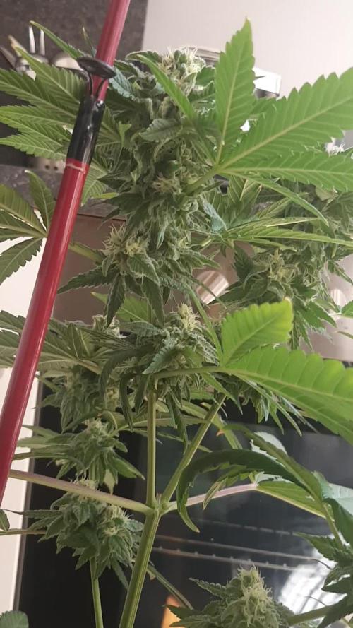 Super lemon haze window/outdoor grow