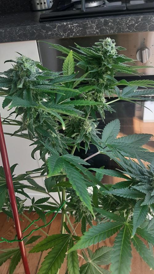 Super lemon haze window/outdoor grow. Week 12