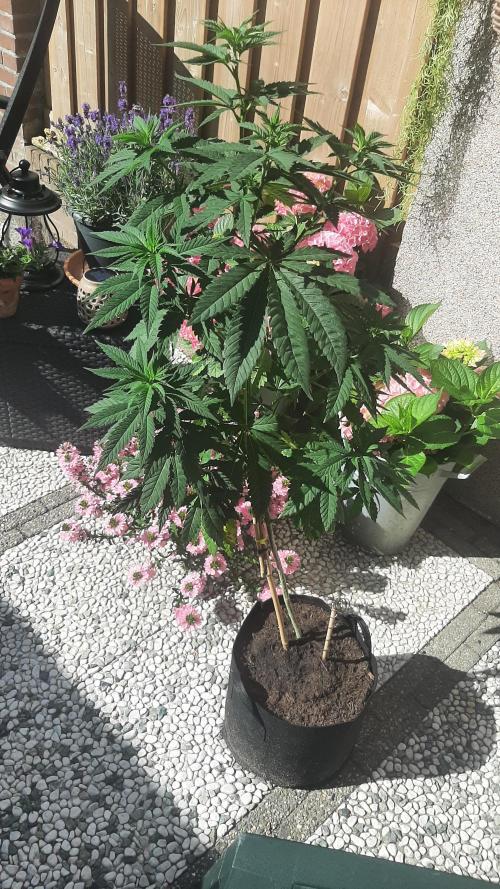 Super lemon haze window/outdoor grow. Week 13