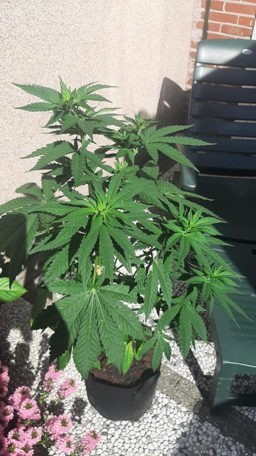 Super lemon haze window/outdoor grow. Week 13