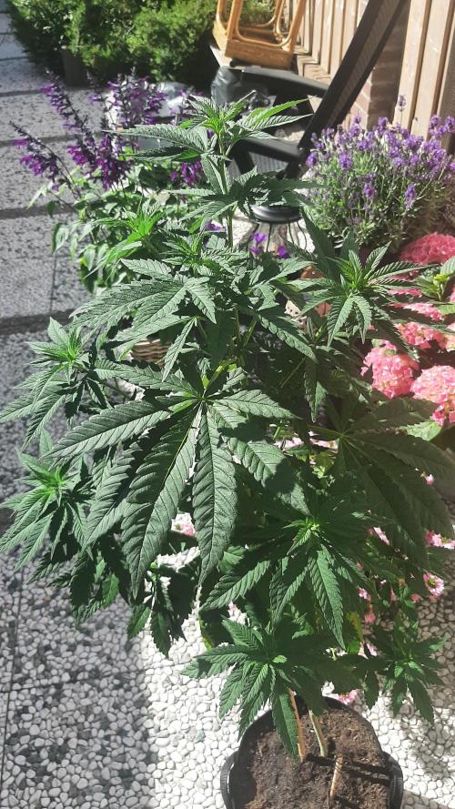 Super lemon haze window/outdoor grow. Week 13