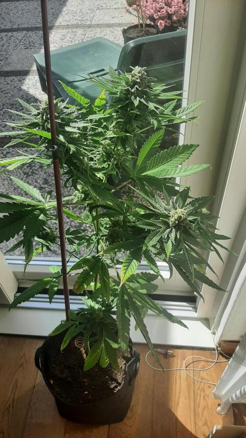 Super lemon haze window/outdoor grow. Week 13