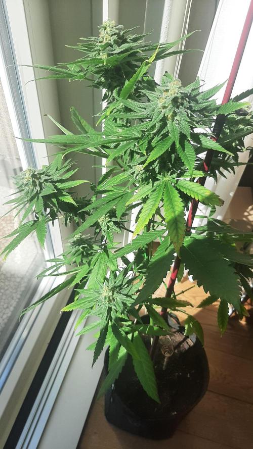 Super lemon haze window/outdoor grow. Week 13