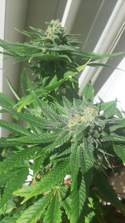 Super lemon haze window/outdoor grow. Week 13