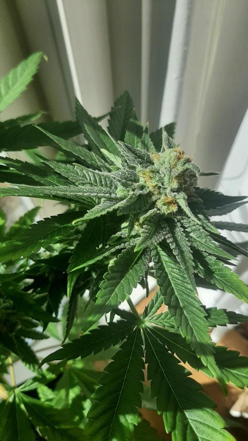 Super lemon haze window/outdoor grow. Week 13