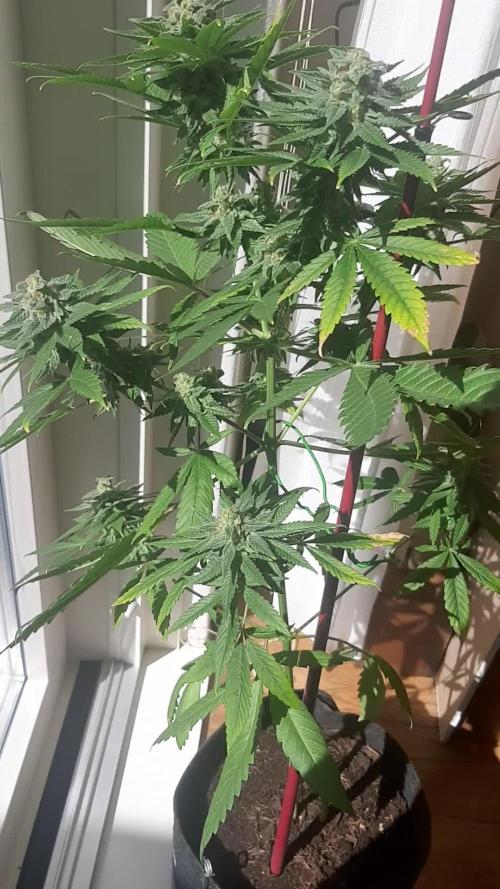 Super lemon haze window/outdoor grow