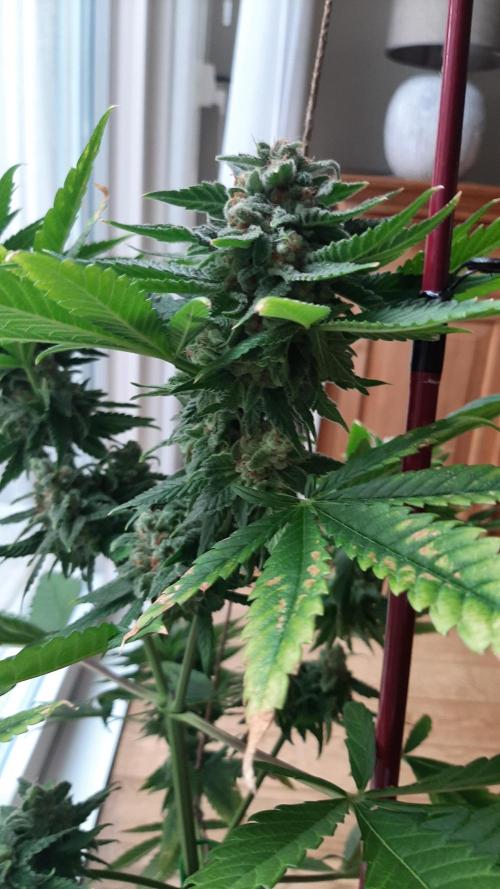 Super lemon haze window/outdoor grow. Week 14